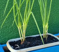 PROGRAMA COLORIR SUSTENTÁVEL - ETAPA PEQUENOS HORTICULTORES