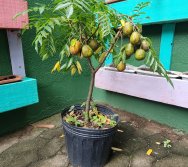 PROJETO COLORIR SUSTENTÁVEL EM AÇÃO NO CMEI VERA CALMON - ANO MANUTENÇÃO