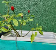 PROJETO COLORIR SUSTENTÁVEL EM AÇÃO NO CMEI VERA CALMON - ANO MANUTENÇÃO