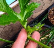 COLHEITA - CRIANÇAS COLHEM AMORAS APOS APRENDEREM TODO O PROCESSO DA HORTA