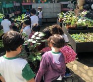 COLHEITA - CRIANÇAS COLHEM AMORAS APOS APRENDEREM TODO O PROCESSO DA HORTA