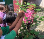 COLHEITA - CRIANÇAS COLHEM AMORAS APOS APRENDEREM TODO O PROCESSO DA HORTA