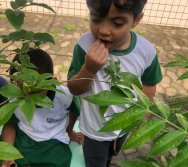 COLHEITA - CRIANÇAS COLHEM AMORAS APOS APRENDEREM TODO O PROCESSO DA HORTA