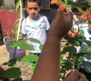 COLHEITA - CRIANÇAS COLHEM AMORAS APOS APRENDEREM TODO O PROCESSO DA HORTA