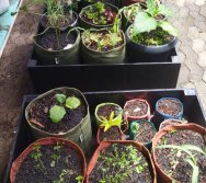 COLHEITA - CRIANÇAS COLHEM AMORAS APOS APRENDEREM TODO O PROCESSO DA HORTA