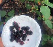 COLHEITA - CRIANÇAS COLHEM AMORAS APOS APRENDEREM TODO O PROCESSO DA HORTA