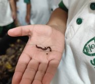 PROJETO COLORIR SUSTENTÁVEL - AS TURMAS VÃO ALIMENTAR AS MINHOCAS