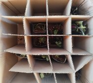 PAA - PASSEATA AMBIENTAL NA COMUNIDADE DE NAQUE - ESCOLA PEDRO FERNANDES