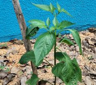 DIA DE PLANTAR RABANETES COM O CMEI REGIONAL SILVESTRE - PEQUENOS HORTICULTORES NO PROJETO COLORIR SUSTENTÁVEL