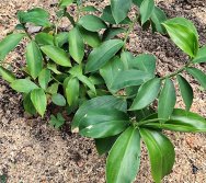 DIA DE PLANTAR RABANETES COM O CMEI REGIONAL SILVESTRE - PEQUENOS HORTICULTORES NO PROJETO COLORIR SUSTENTÁVEL