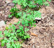 DIA DE PLANTAR RABANETES COM O CMEI REGIONAL SILVESTRE - PEQUENOS HORTICULTORES NO PROJETO COLORIR SUSTENTÁVEL