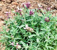 DIA DE PLANTAR RABANETES COM O CMEI REGIONAL SILVESTRE - PEQUENOS HORTICULTORES NO PROJETO COLORIR SUSTENTÁVEL
